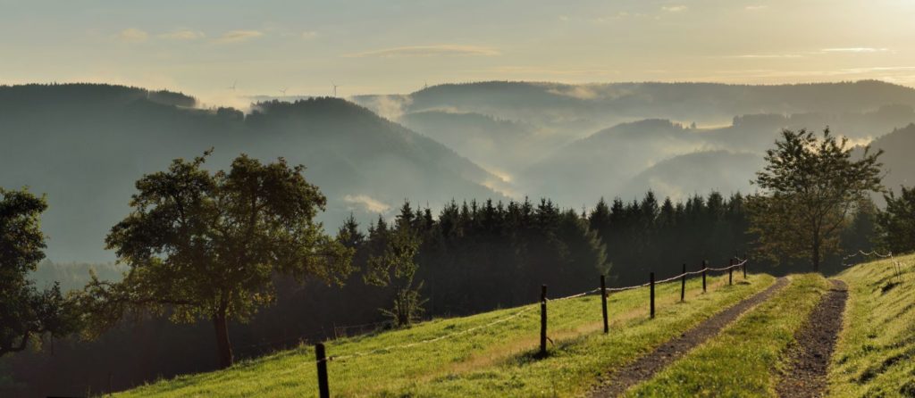 Natur im Schwarzwald, Purer Honig