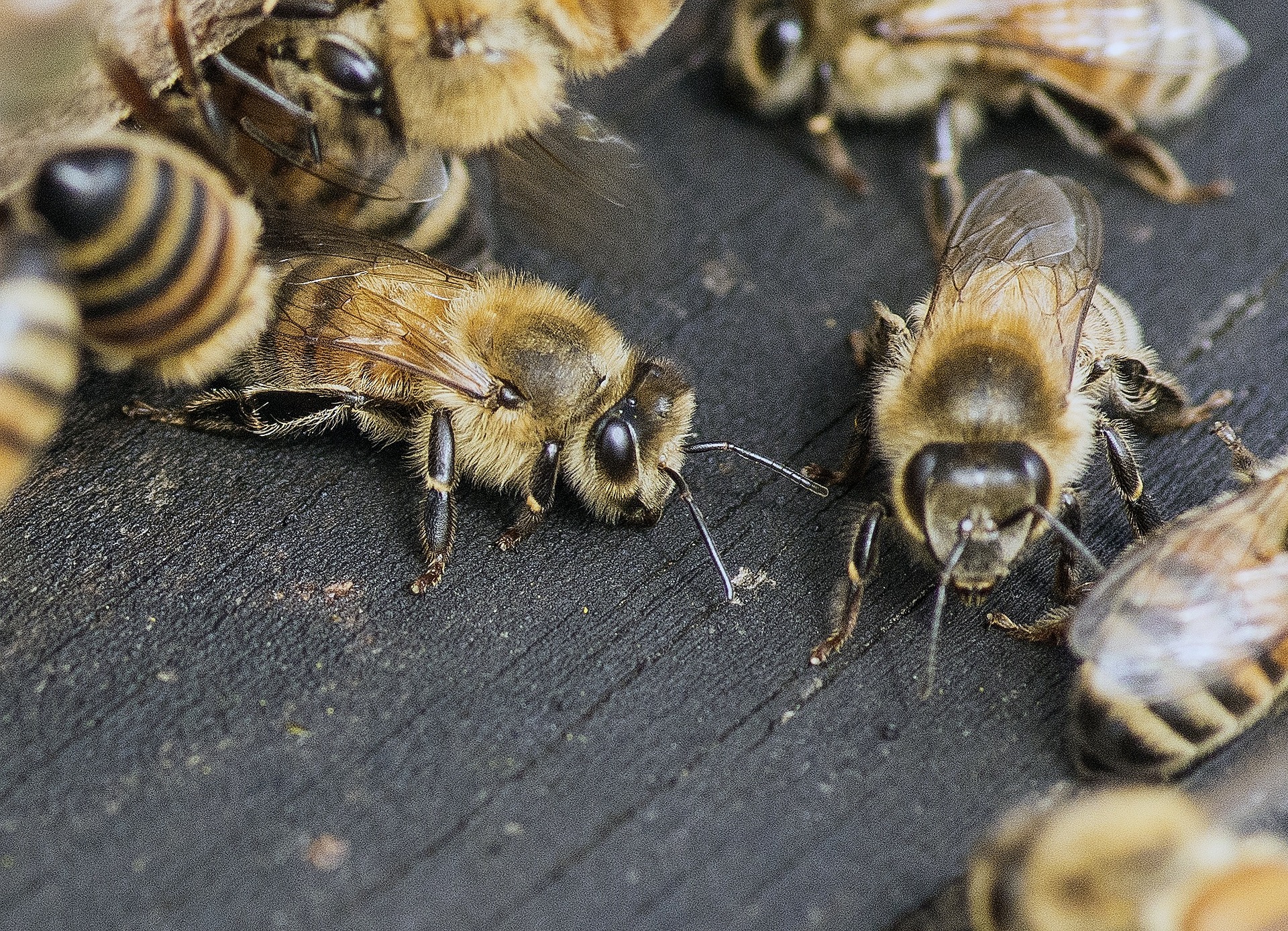 Honigbienen