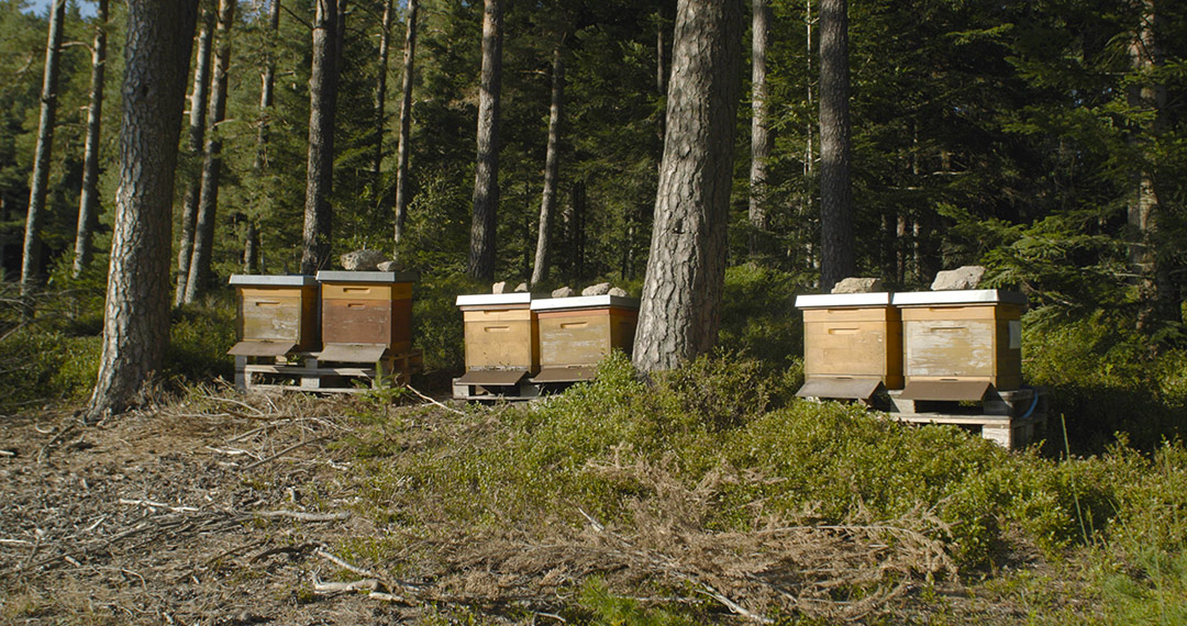 Standort im Hochschwarzwald mit Weißtannen