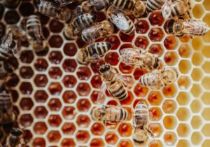 Honigbienen beim Einlagern des Tannenhonig