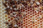 Nahaufnahme: Bienen auf einer Honigwabe