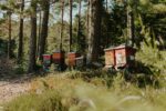 Bienenstöcke zwischen Kiefern und Tannen im Schwarzwald