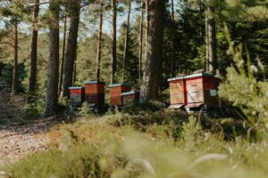 Bienenstöcke zwischen Kiefern und Tannen im Schwarzwald