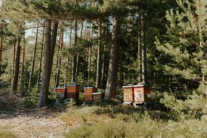 Bienenstöcke der Honigmeisterei im Schwarzwälder Wald