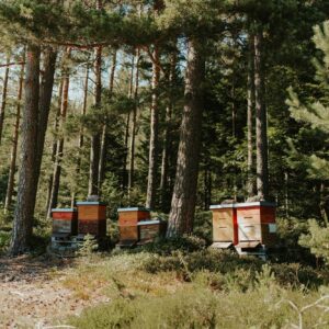 Bienenstöcke der Honigmeisterei im Schwarzwälder Wald
